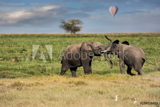 Picture of Two young elephants playing with a hot air balloon in the background